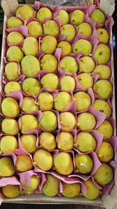 LEBANESE FIGS BOX  1 KG