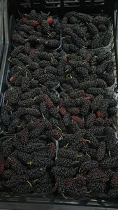 توت  500 غرام