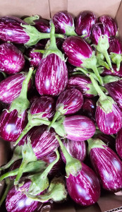 7 BOXES MAKDOUS EACH BOX 3KG TO 4KG