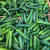 BABY CUCMBER   LEBANESE 3KG BOX شمسي