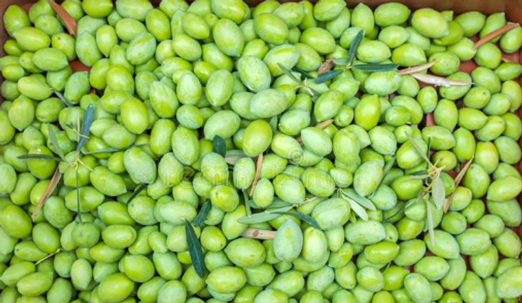 FRESH GREEN OLIVES 1KG