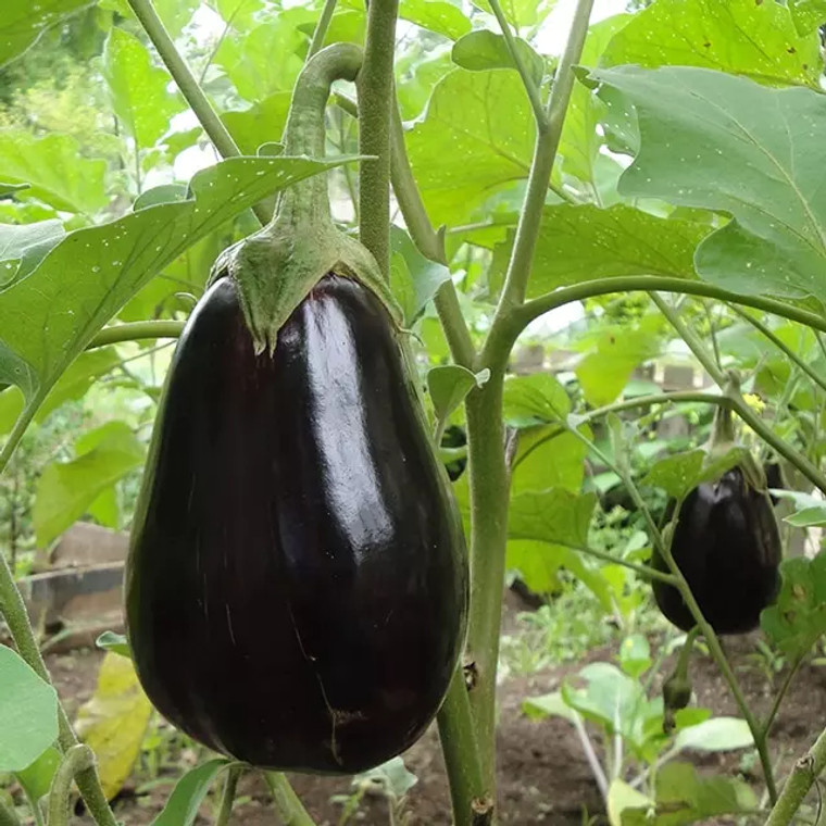 1 Aubergine Black