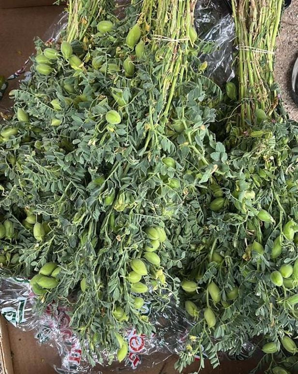 حمص اخضر