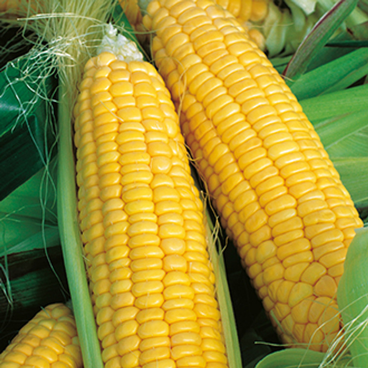 1 Fresh  SWEET CORN